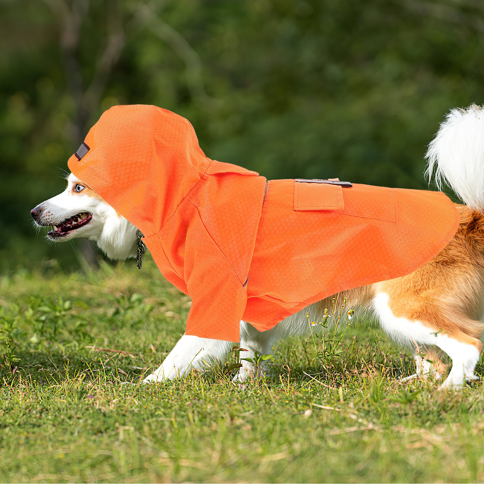Premium Waterproof Dog Raincoa - Hunting Dog Outdoor avaliação e preço
